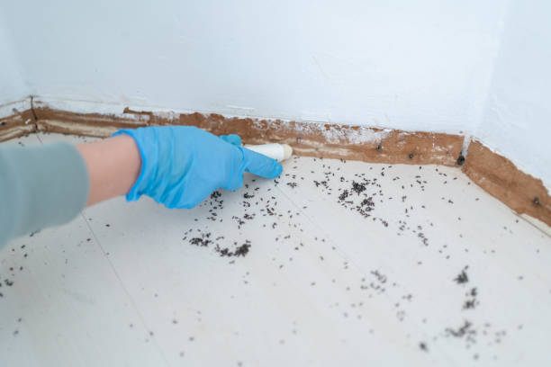 Wasp Removal Services in Ayden, NC